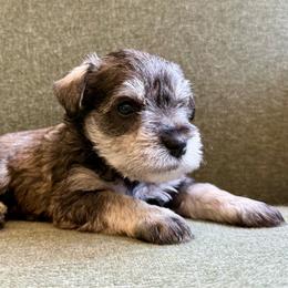 Rugar -AKC- Black Collar - Salt and pepper male Miniature Schnauzer puppy in Wheeler, Wisconsin from Sue’s Miniature Schnauzers