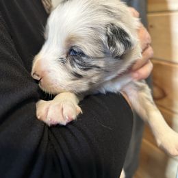 Quigley - Blue merle male Border Collie puppy in Franklin, Maine from Broad Meadow Borders