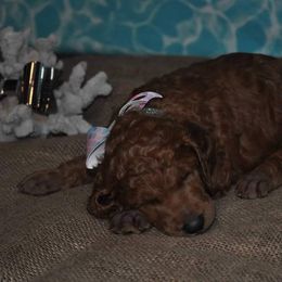 Poodle Puppies from Noblelee Kennel