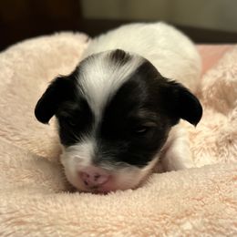 Cavalier King Charles Spaniel and Papillon Puppies from Rohus Puppies