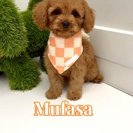 Mufasa - Red male Cavapoo puppy in Buford, Georgia from Petite Posh Puppies