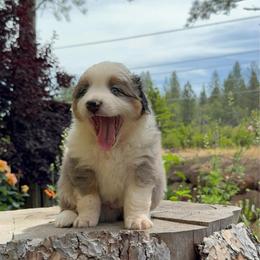 Talen - Blue merle male Miniature Australian Shepherd puppy in Shingletown, California from Whiskeytown Aussies