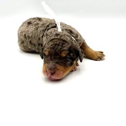 Harbor - Blue merle female Bernedoodle puppy in Pulaski, Tennessee from Doodle My Heart