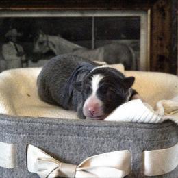 Spark (Blue) - White and blue male Border Collie puppy in Lodi, California from R3 Sport Dogs (Rafter 3 Ranch)