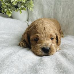 Benny - Red male Cockapoo puppy in Lucas, Ohio from Willow Lane Puppy