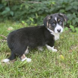 Jett - Black and white male Cardigan Welsh Corgi puppy in Hope, Arkansas from Foxy Knoll Farm