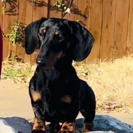 Bowen - Dachshund