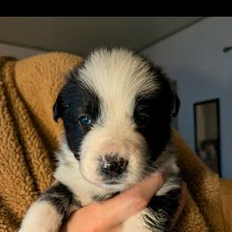 Sir Duncan - Panda male German Shepherd puppy in Garrett, Indiana from Devil-Dog Shepherds
