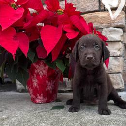 White Collar Female - Chocolate female Labrador Retriever puppy in Kissimmee, Florida from SunState Labs