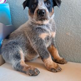 Australian Cattle Dog Puppies from Impact 3rd Australian Cattle Dogs
