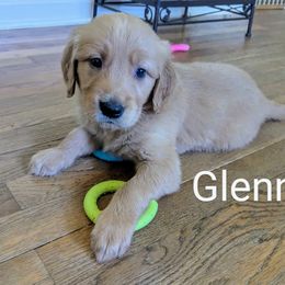 Boy 3 - male Golden Retriever puppy in Pamplin, Virginia from Hope & Joy Acres