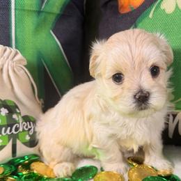Windy - White and lemon male Morkie puppy in Stockbridge, Georgia from Jenn’s Georgia Morkies and Biewer Terriers