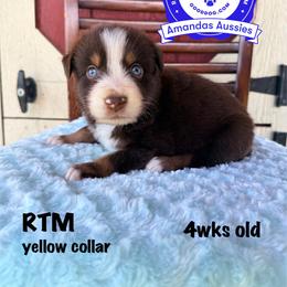 RTM yellow collar - Red tri-color male Australian Shepherd puppy in Greenville, Texas from Amandas Aussies