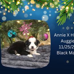 Black Male - Black and white male American Corgi puppy in Campbellsburg, Indiana from Kates Corgis