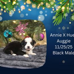 Black Male - Black and white male American Corgi puppy in Campbellsburg, Indiana from Kates Corgis