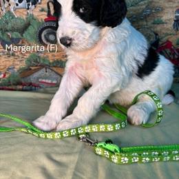 Margarita - Parti female Goldendoodle puppy in Water Valley, Mississippi from Olympian Doodles