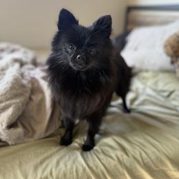 Daki - Pomeranian