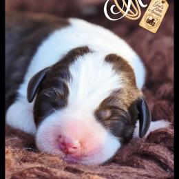 Halo - Price 2000 - Brown and white female Aussiedoodle puppy in Ennis, Texas from God’s Little Aussies