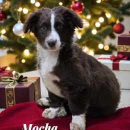 Mocha - Brown and white female Aussiedoodle puppy in Lebanon, Oregon from Abbott Family Farm
