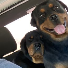Rottweiler All Grown Up from Muletown Rotties