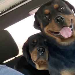Rottweiler All Grown Up from Muletown Rotties