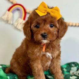 Orange - Red  female Goldendoodle puppy in Hesperia, Michigan from Red Acres Poodles & Doodles