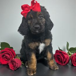 Mary - Phantom female Goldendoodle puppy in Prosperity, Pennsylvania from Stelladoodles & Company