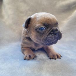 Girl 6 - Blue fawn female French Bulldog puppy in Neosho, Missouri from Norris Frenchies