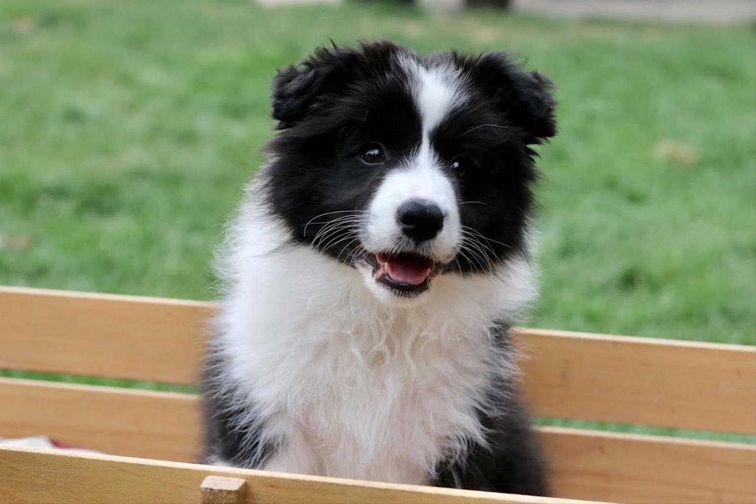 Black and white Border Collie sits in a wagon