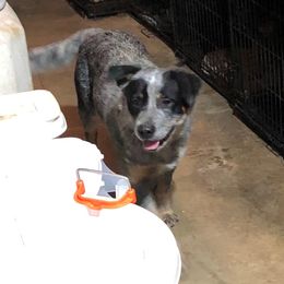 Mack - Australian Cattle Dog