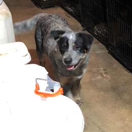 Mack - Australian Cattle Dog