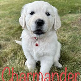 Golden Retriever Puppies from English Creams of Morningstar