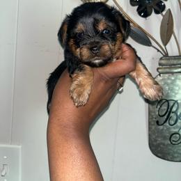 Zazu male Yorkipoo - Black and tan male Yorkshire Terrier puppy in Gastonia, North Carolina from Banks Dynasty Kennel