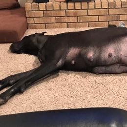 Great Dane All Grown Up from Pegasus Great Danes