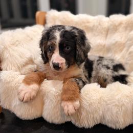 Popcorn - Blue merle male Bernedoodle puppy in North Royalton, Ohio from Johnson's Doodles
