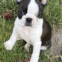Boston Terriers from Iowa Colored Boston Terriers