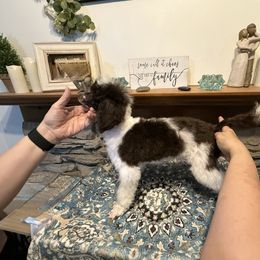 Crue- Green collar - Parti male Poodle puppy in Lufkin, Texas from Texas Kissed K9s