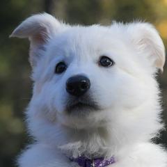 Purple collar - Berger Blanc Suisse puppy in Graham, Washington from Itrek White Swiss Shepherds