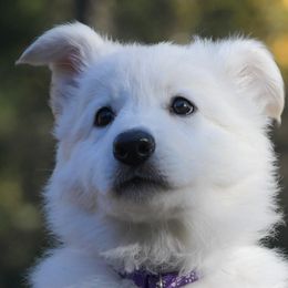 Purple collar - Berger Blanc Suisse puppy in Graham, Washington from Itrek White Swiss Shepherds