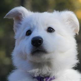 Purple collar - Berger Blanc Suisse puppy in Graham, Washington from Itrek White Swiss Shepherds