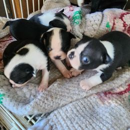 Sammy - Black and white male Boston Terrier puppy in Alma, Michigan from Central MI Bostons