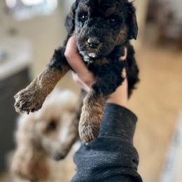 Poodle Puppies from Grandy’s Pretty Poodles