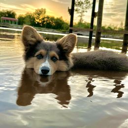 Pembroke Welsh Corgi Puppies from Storybook Corgis