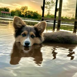 Pembroke Welsh Corgi Puppies from Storybook Corgis