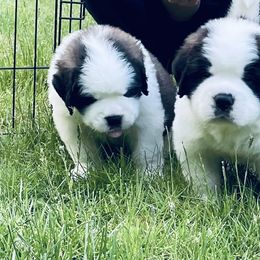 Saint Bernard Puppies from Still River Saints