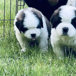 Saint Bernard Puppies from Still River Saints