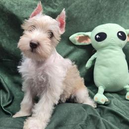 Roxy - Parti female Miniature Schnauzer puppy in Lebanon, Missouri from Sassy's Classy Canines