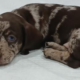Dachshund Puppies from Boopenstein Doxies