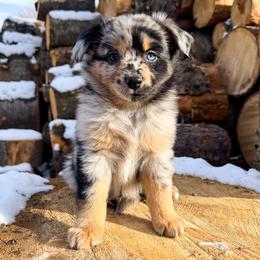 Holly - Blue merle female Miniature American Shepherd puppy in Idaho Falls, Idaho from Sugartop Minis