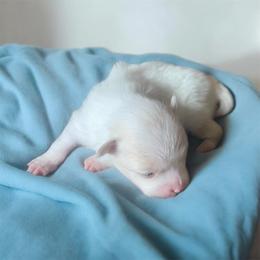 Christian - Cream male Pomeranian puppy in Liverpool, Pennsylvania from Miracles With Paws